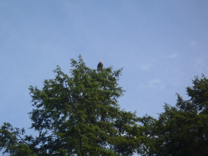 One of the bald eagles we saw while kayaking