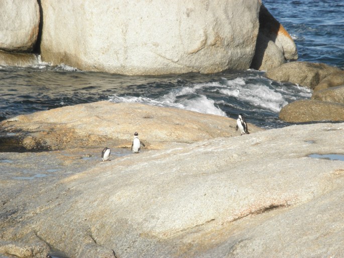 Penguins at Boulders