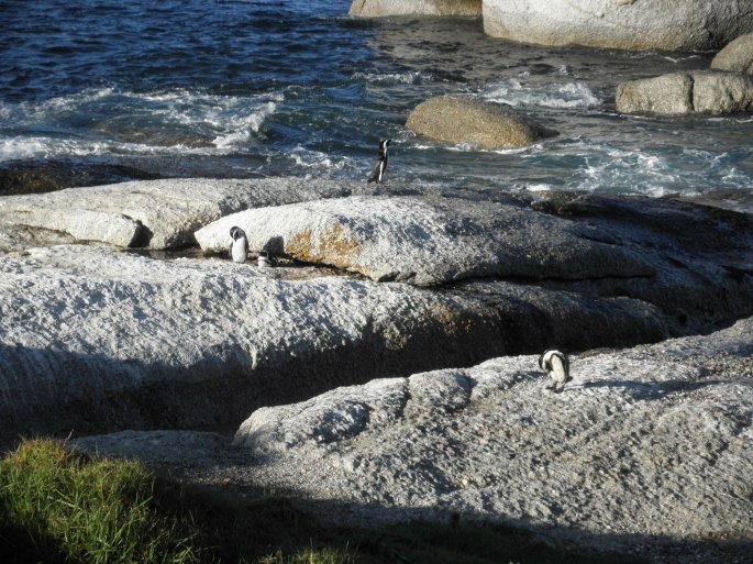Penguins at Boulders