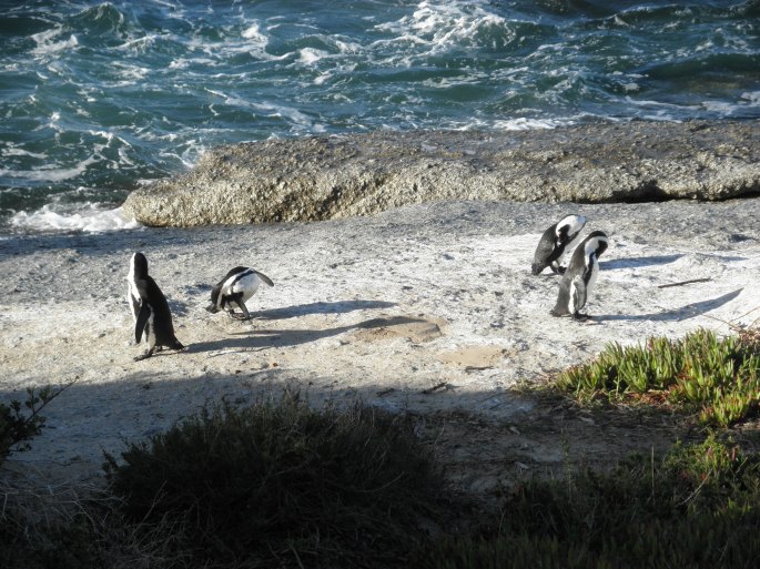 Penguins at Boulders