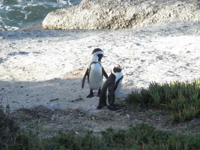 Penguins at Boulders
