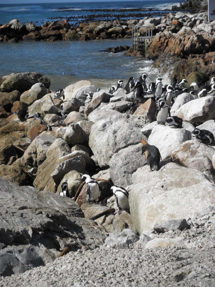 Penguin Colony at Betty's Bay