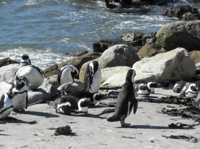 Penguin Colony at Betty's Bay