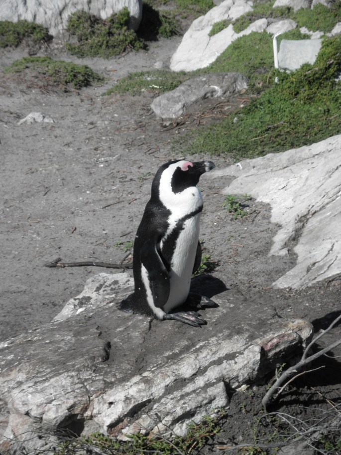 Penguin Colony at Betty's Bay