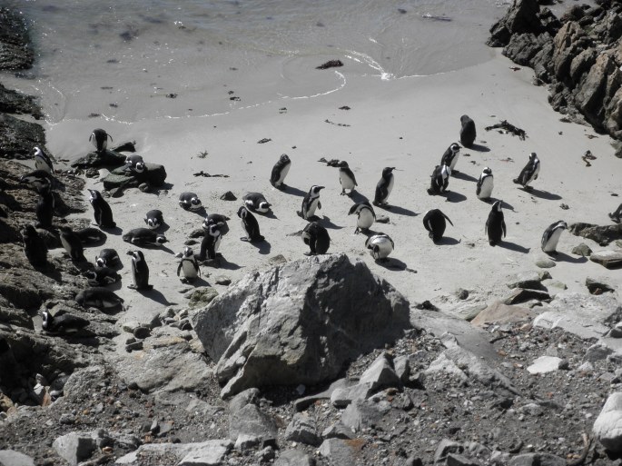 Penguin Colony at Betty's Bay