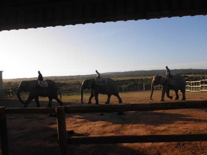 Kwantu Elephant Sanctuary