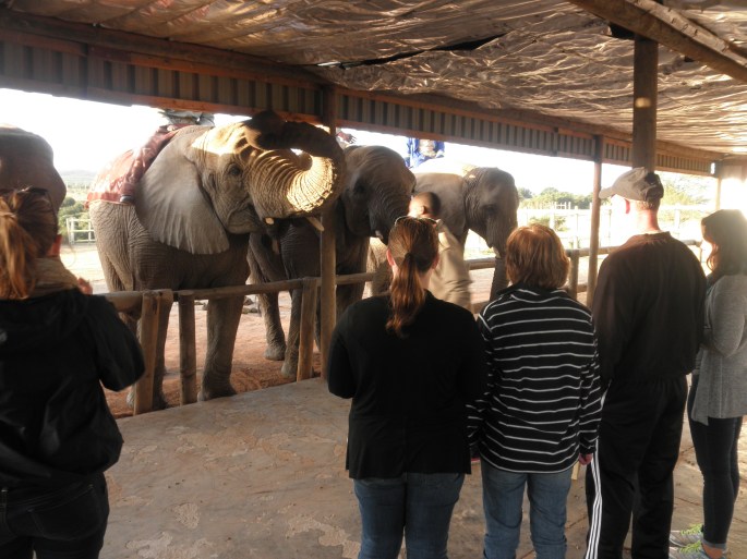 Feeding the elephants at Kwantu Elephant Sanctuary