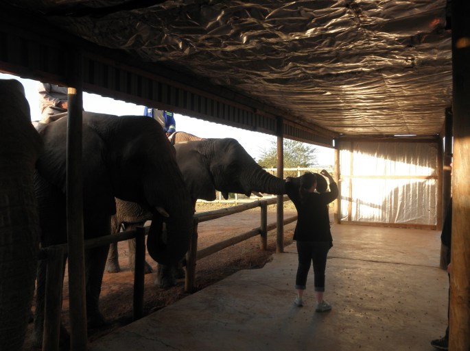 Feeding the elephants at Kwantu Elephant Sanctuary
