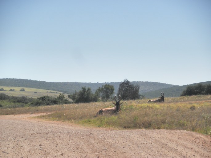 Elands at Addo Elephant National Park