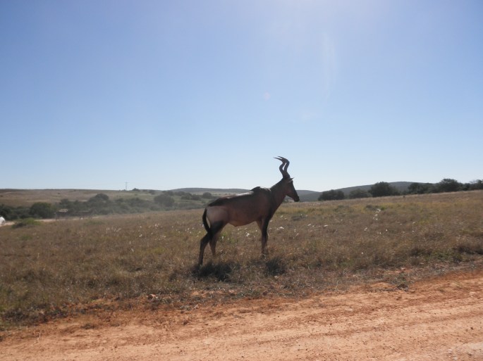 Eland at Addo Elephant National Park