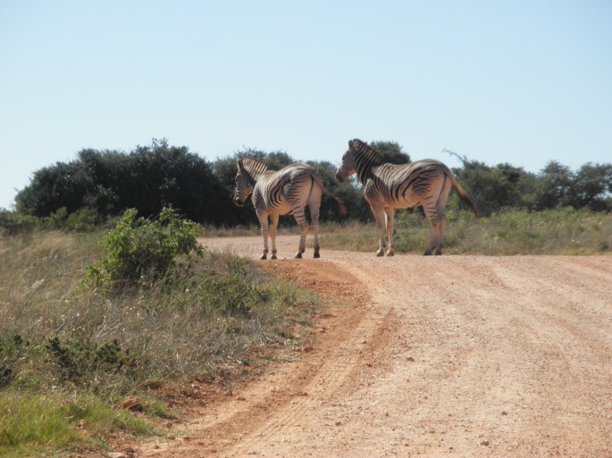 Zebras at Addo Elephant National Park