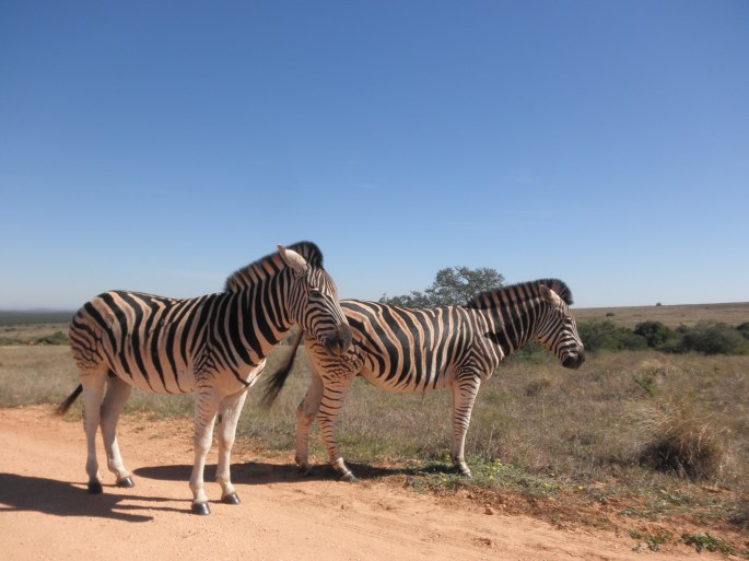 Zebras at Addo Elephant National Park