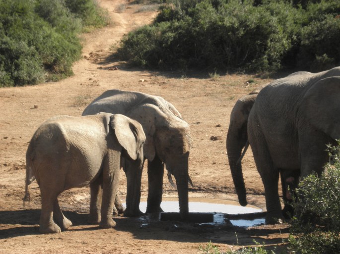 Addo Elephant National Park