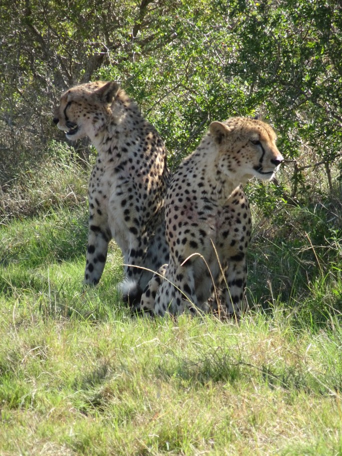 Leopards at Addo Elephant National Park