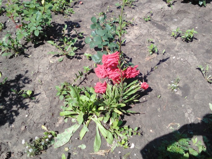Pretty flowers in the garden