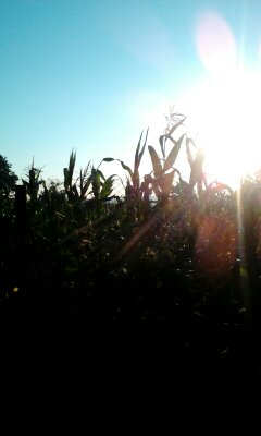 Early morning sunrise over the corn