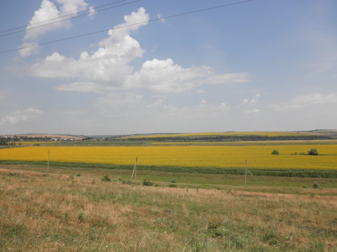 Gorgeous sunflower fields in Stefan Voda Raion
