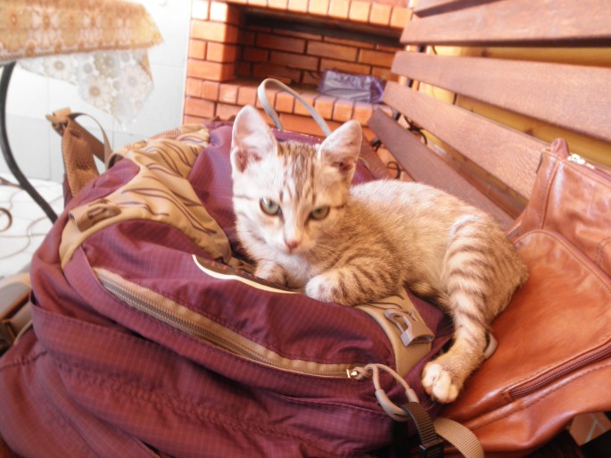 I'll miss this kitty- my host mom told me I could bring her with me to my new house, but I didn't think my new host family would appreciate that.