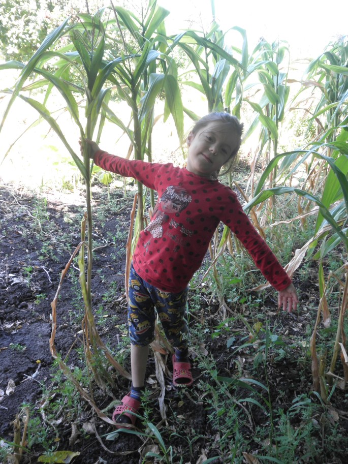 Among the corn rows.