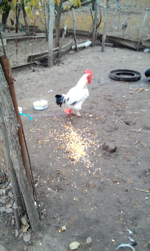 The evil (or as my host mom says, cheeky and bad) rooster at our house that keeps trying to attack me!  Here he is tied up as punishment.