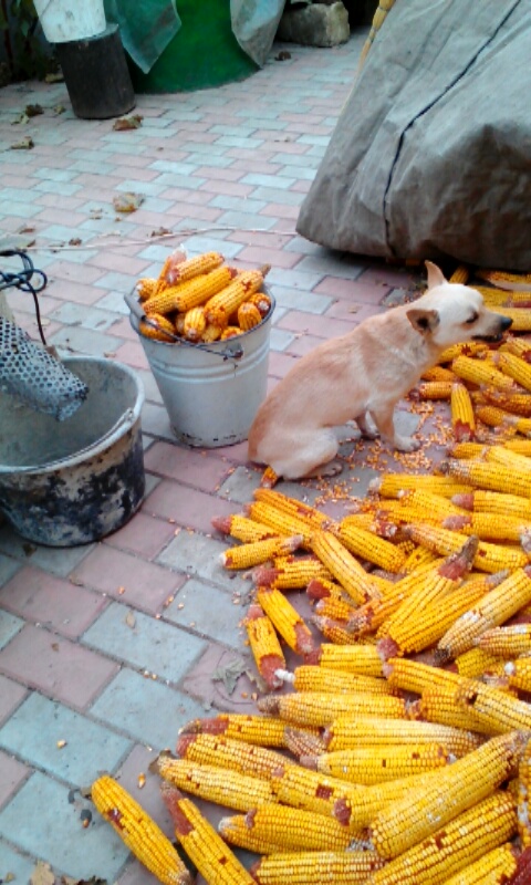 Rochie sneaks some bites of the corn while my host dad isn't looking. 
