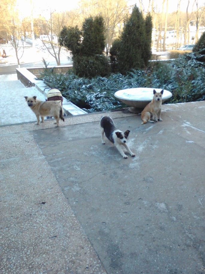 These very well-behaved dogs patiently waited outside the pharmacy.