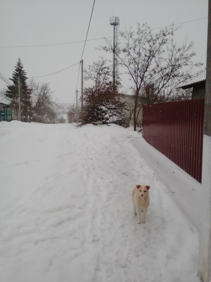 This pretty dog was on our road